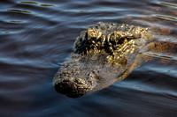 Alligator head body uner water