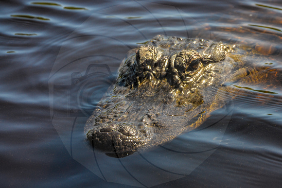 Alligator head body uner water